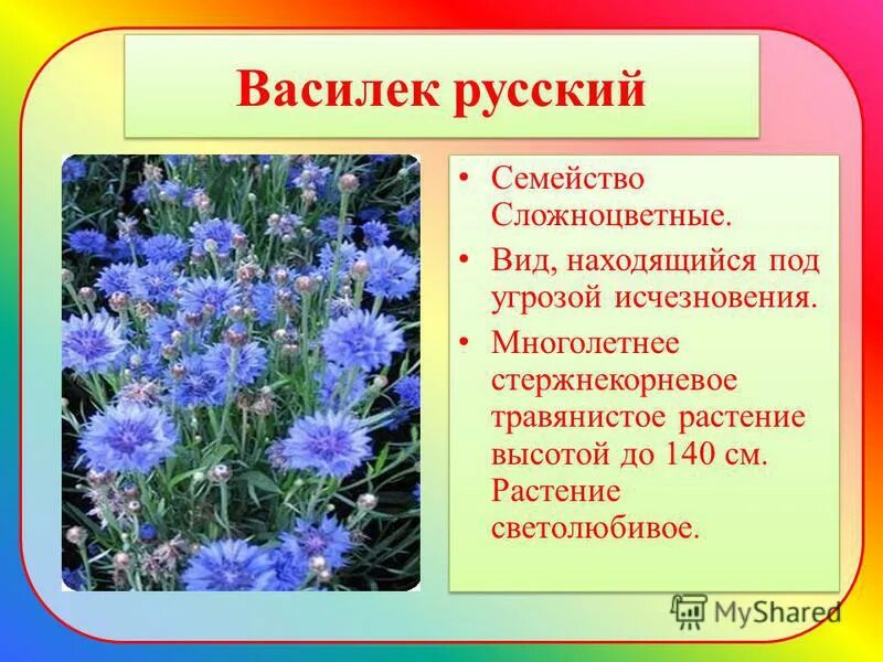 Семейство сложноцветные листья. Систематика сложноцветных растений. Георгины семейство сложноцветные. Листья расположения астровые. Ядовитые растения есть в семействе сложноцветные.