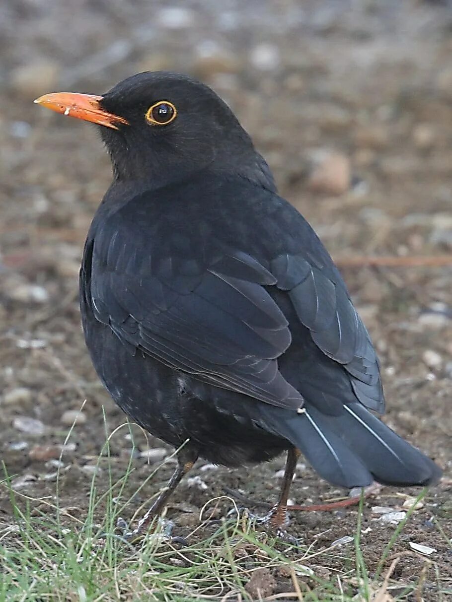 Blackbird bird