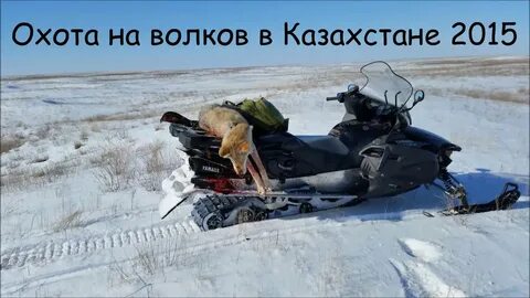 Охота на волка в казахстане на снегоходах