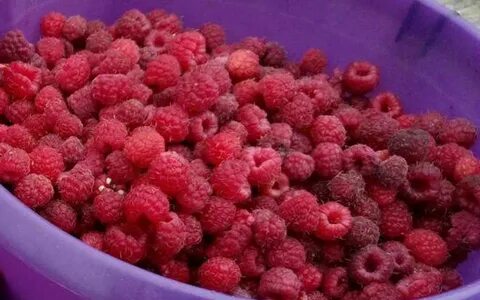 Какую малину можно есть