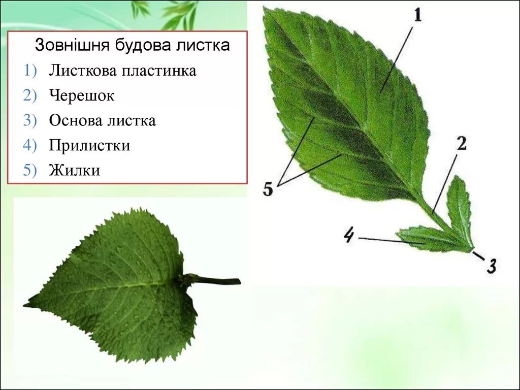 Листья расположены вертикально. Черешок жилка и листовая пластинка. Листовая пластинка 2 – черешок 3 – жилка. Строение листка. Складові листка.