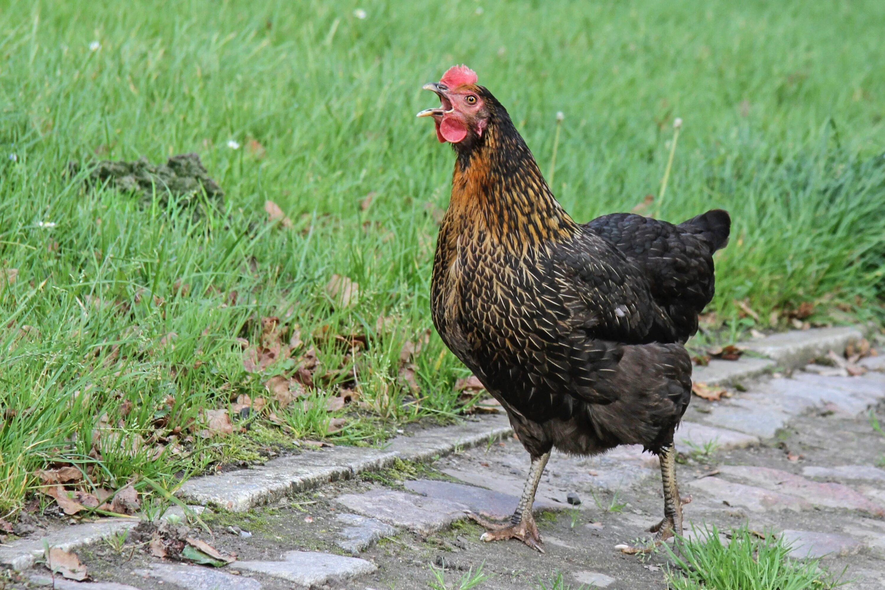 Курица Gallus Gallus. Курица. Домашние куры. Екрица.