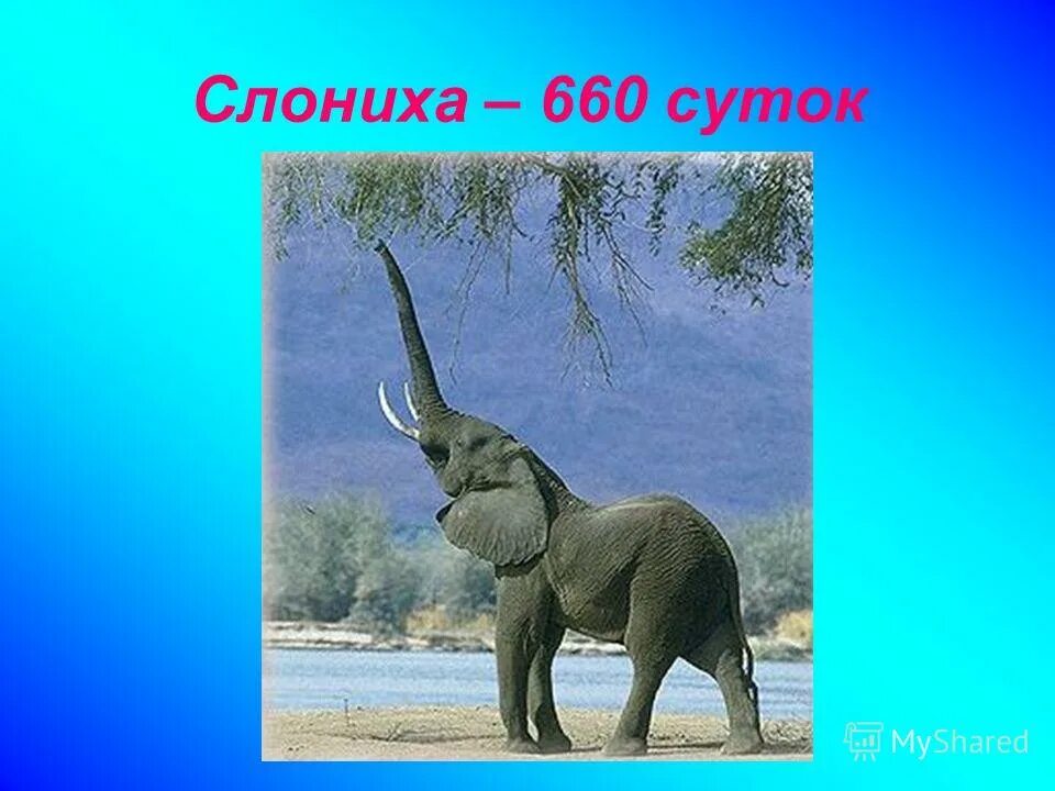 продолжение жизни животных. продолжение жизни животных. продолжительность жизни жизни животных. продолжение жизни животных названия животных. "большая детская энциклопедия животных".