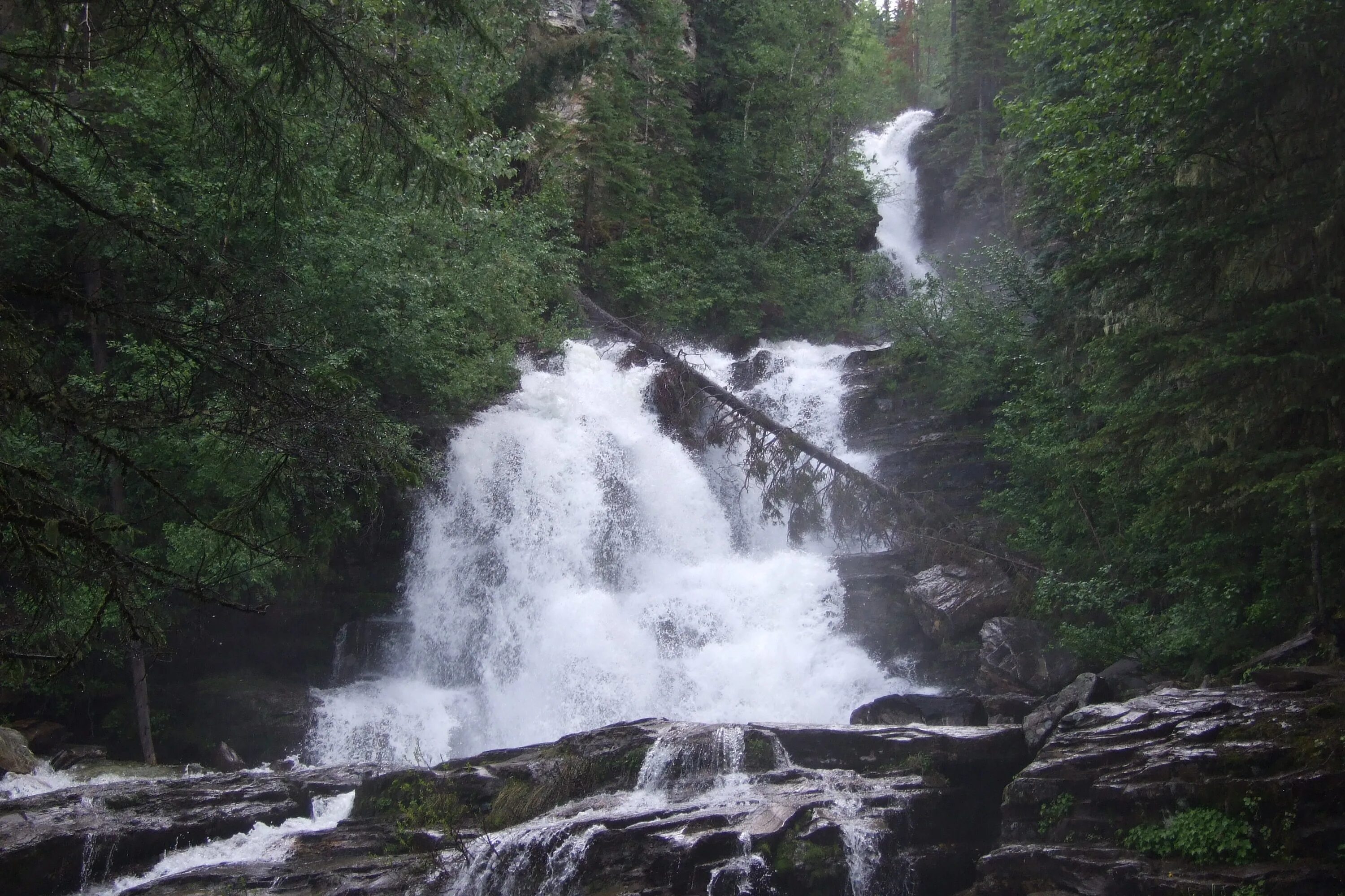 Pine falls