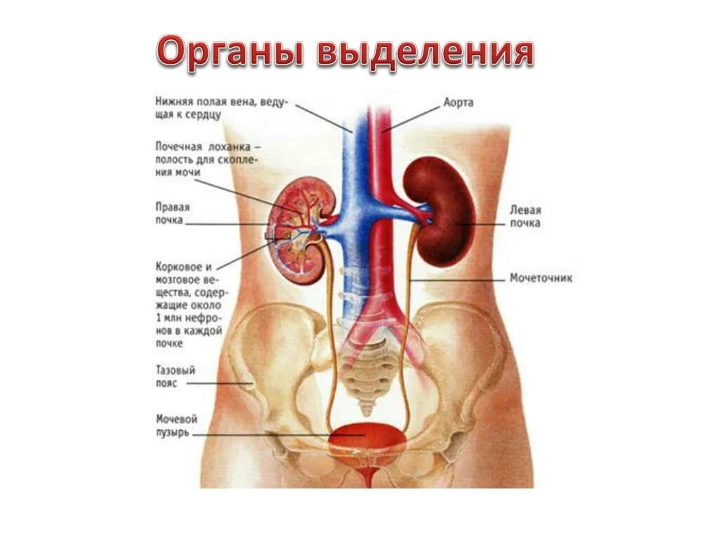 Система органов выделения. Выделительная система человека. Выделительная функция полых органов.