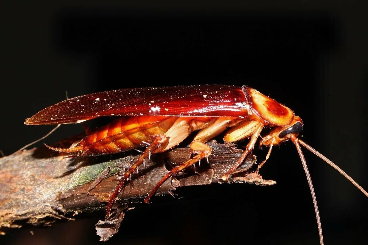 Cucaracha