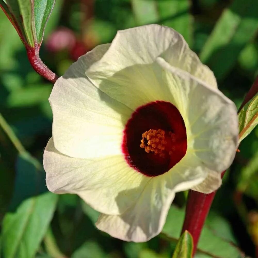 Гибискус сабдариффа. Hibiscus sabdariffa – гибискус сабдариффа. каркаде (гибискус). гибискус суданская роза. суданская роза роза гибискус.