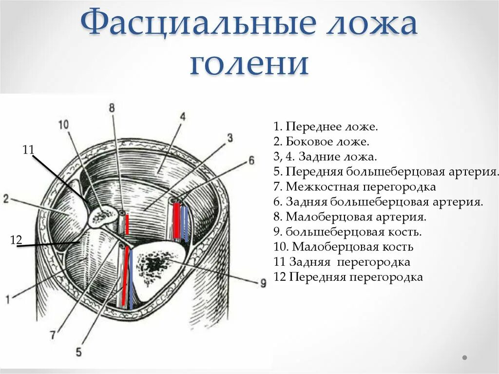 Собственная фасция бедра. Переднее мышечно-фасциальное ложе голени. Передний костно фасциальный футляр голени. Латеральное фасциальное ложе голени. Фасциальные ложа плеча на поперечном срезе средней трети.