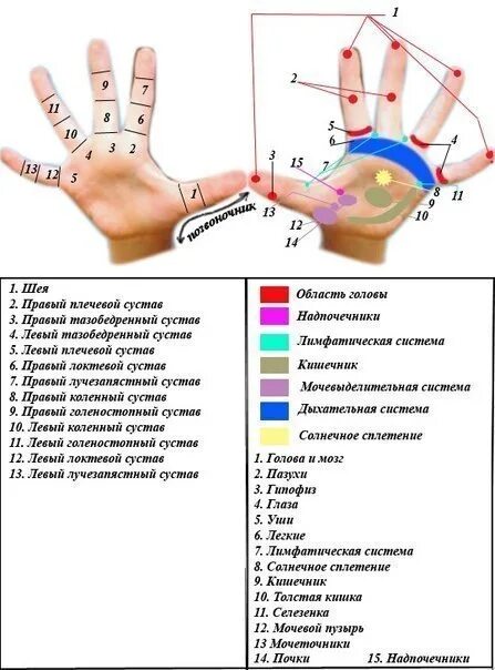 Акупунктурные точки на ладони. Точки на левой ладони. Точки акупунктуры на кисти. Точки отвечающие за речь. Точки на руках для массажа