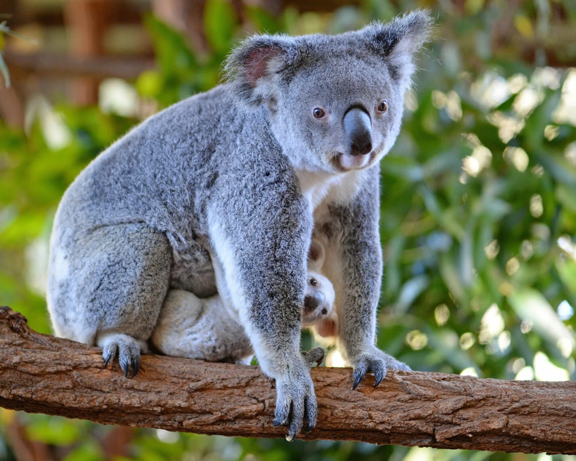 Коала относится к сумчатым. Коала сумчатое. Сумчатый мишка коала. Австралия сумчатые коала. Карликовая коала.