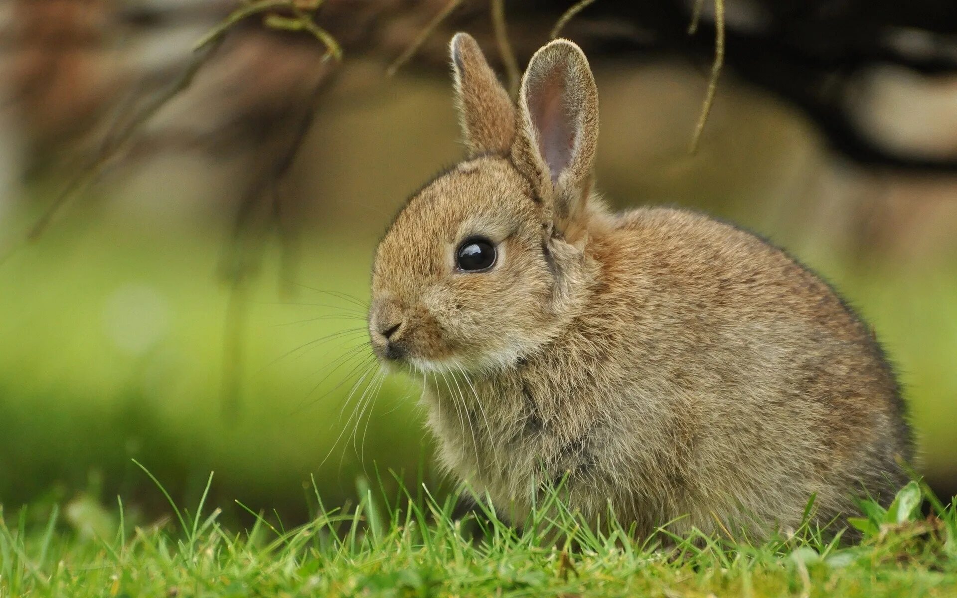 Animals rabbit. Бунни рэббит. Животные. Дикое животное. Дикий кролик.