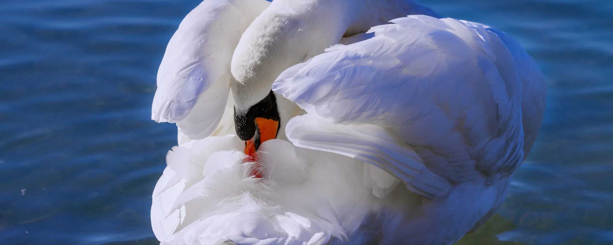 Крылья лебедя. Лебедь фото птицы. Лебединое крыло цветок. Поза лебедя.