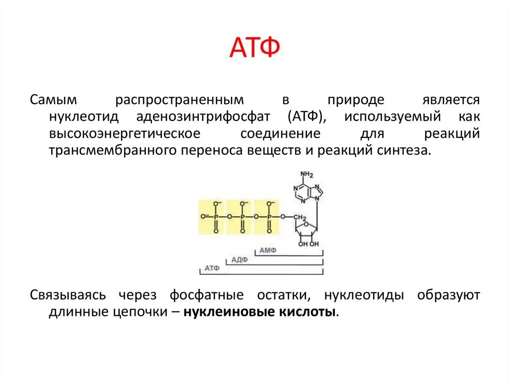 Атф задания. АТФ. АТФ полимер. АТФ реакция. АТФ расшифровка.