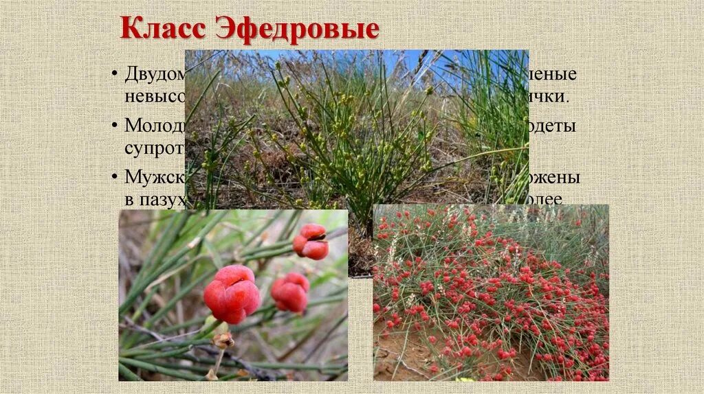 Эфедра хвощевая. Эфедра трехтычиночная. Эфедра- низкорослый кустарничек. Эфедра трехтычиночная. Эфедра растение пустыни.