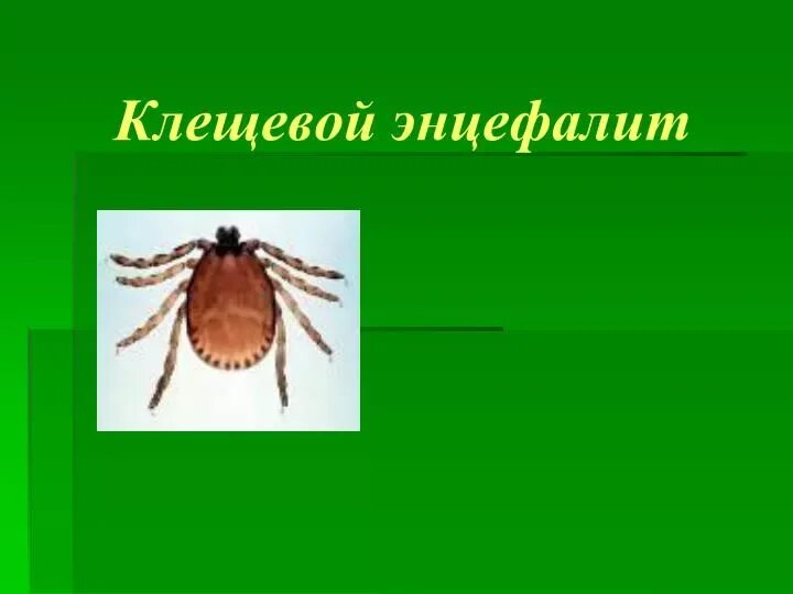 Таежный клещ является переносчиком энцефалита. Клещевойщевой энцефалит. клещевой вирусный энцефалит. клещи разносчики энцефалита.