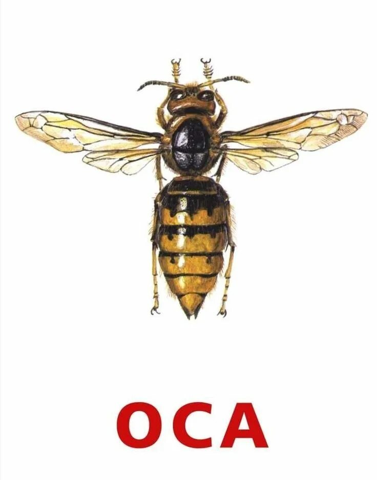 Слоги в слове оса. Оса карточка для детей. карточки домана насекомые. карточки насекомых для дошкольников.