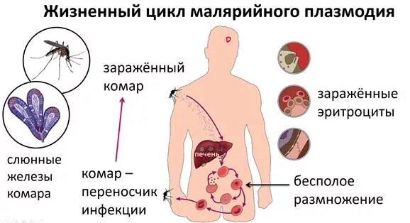 Схема жизненного цикла возбудителей малярии. Схема передачи возбудителя малярии человеку. Малярия механизм передачи инфекции. Схема заражения малярийного плазмодия. Основной механизм передачи возбудителя малярии