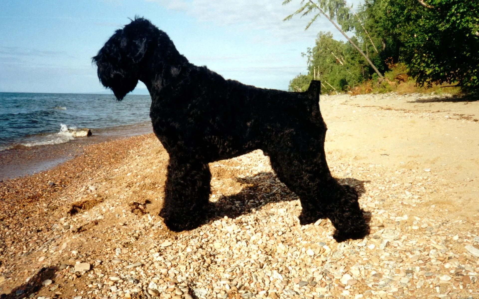 Большая черная собака. Большая кучерявая черная собака порода. Порода Бич дог. Порода собаки Бич Блэк. Черная кудрявая собака на длинных лапах.