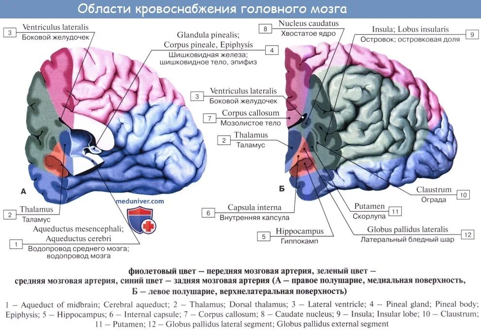 Зоны кровоснабжения мозга. Лобные доли головного мозга кровоснабжается. кровоснабжение височной доли головного мозга. источник кровоснабжения передних отделов головного мозга. зоны кровоснабжение головного мозга схема.