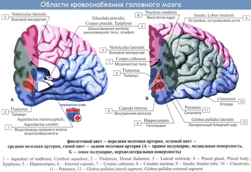 Поступление крови в мозг. Кровоснабжение височной доли головного мозга. Источник кровоснабжения передних отделов головного мозга. Зоны кровоснабжение головного мозга схема. Кровоснабжения лобной доли головного мозга.