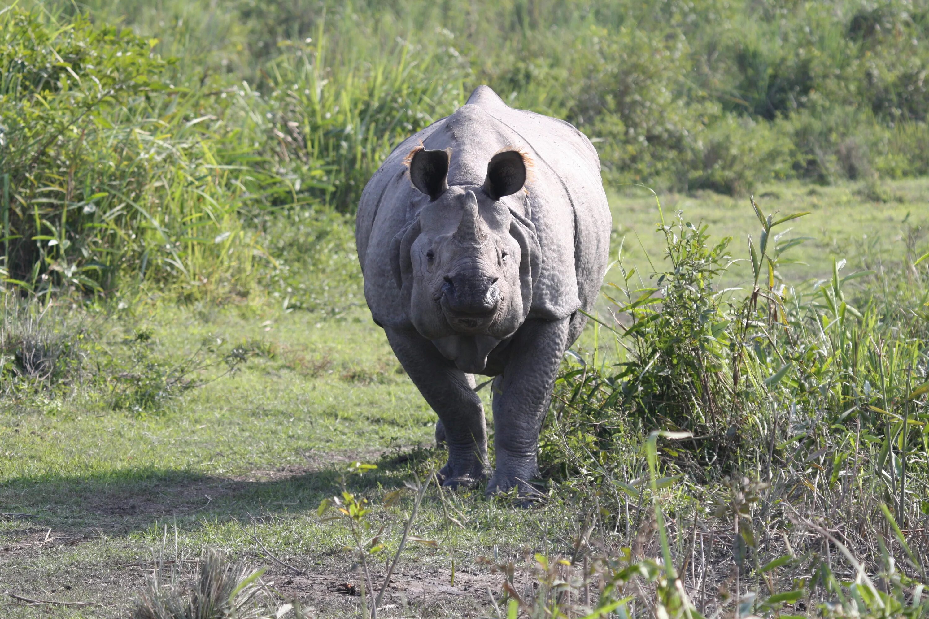 Большой индийский носорог. Индийский носорог интересные факты. Индийский носорог злой. Индийский носорог копыта. Носорог кроссворд