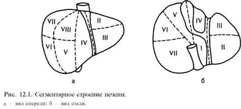Схема печени на узи