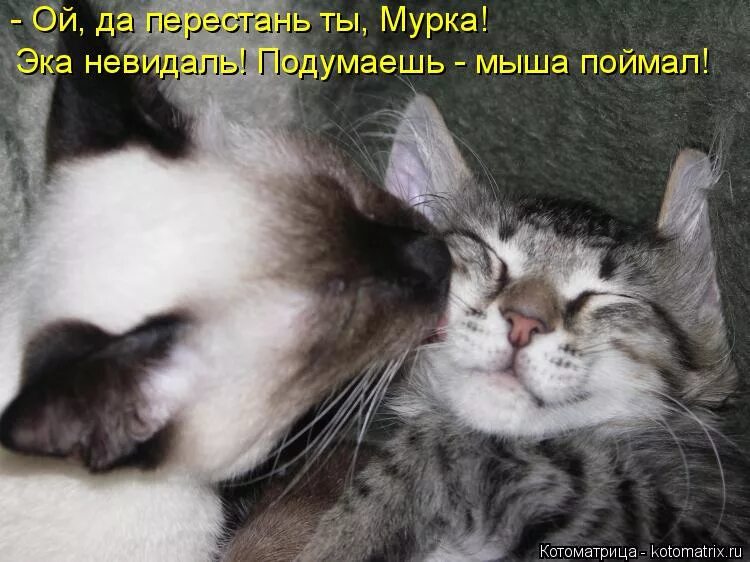 А ты целуешься на первом свидании текст. Огромный поцелуй. Ахмат батчаев - твои поцелуи. Текст песни первое свидание. Крепкий поцелуй.