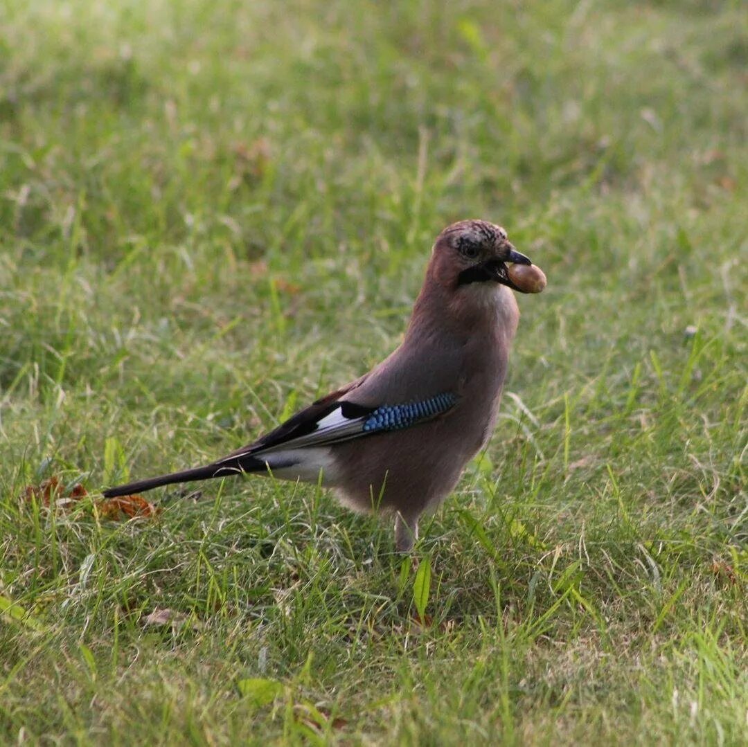 Название птиц москвы. Дрозд рябинник. Уличные птицы москвы. Название птиц москвы. Название птиц москвы.