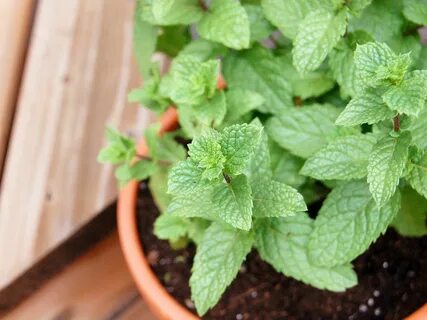 Garden mint
