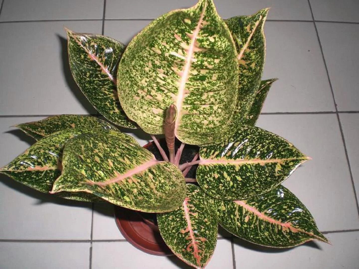 Аглаонема Пиктум Фридман. Aglaonema commutatum var. Warburgii. Болезни аглаонемы. Комнатные растения разновидность аглаонемы
