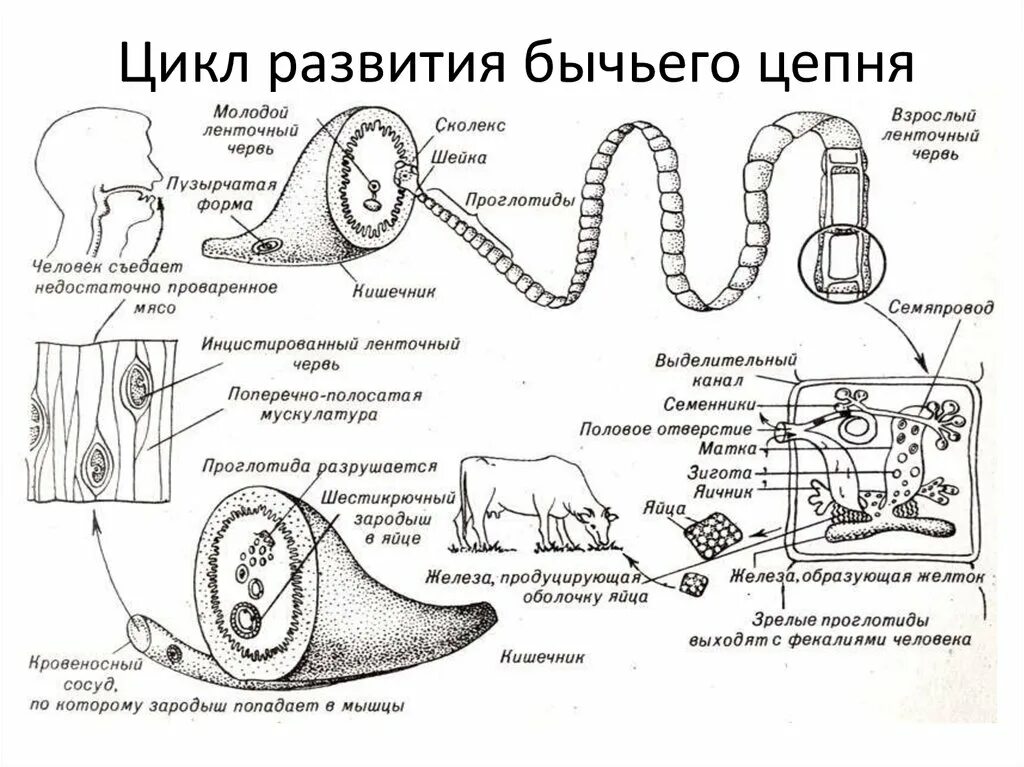 Строение бычьего цепня. Цикл развития бычьего цепня. строение и цикл развития бычьего цепня. цикл развития бычьего цепня 7 класс. цикл развития бычьего цепня 8 класс.