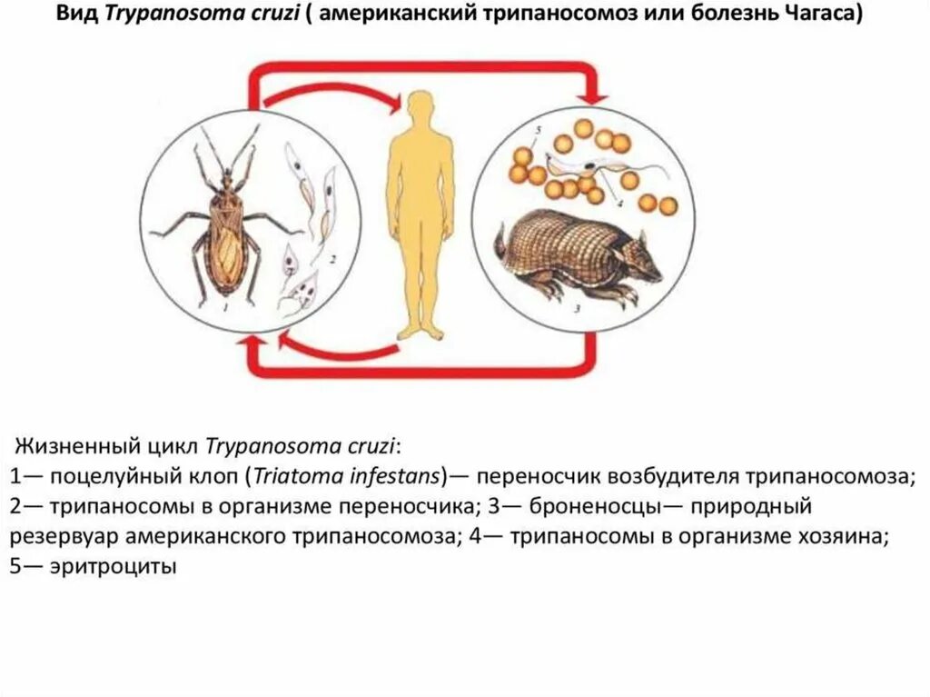 Жизненный цикл возбудителя. Трипаносома болезнь пути заражения. Трипаносомоз болезнь Чагаса жизненный цикл. Трипаносома Крузи пути заражения. Цикл развития американской трипаносомы.