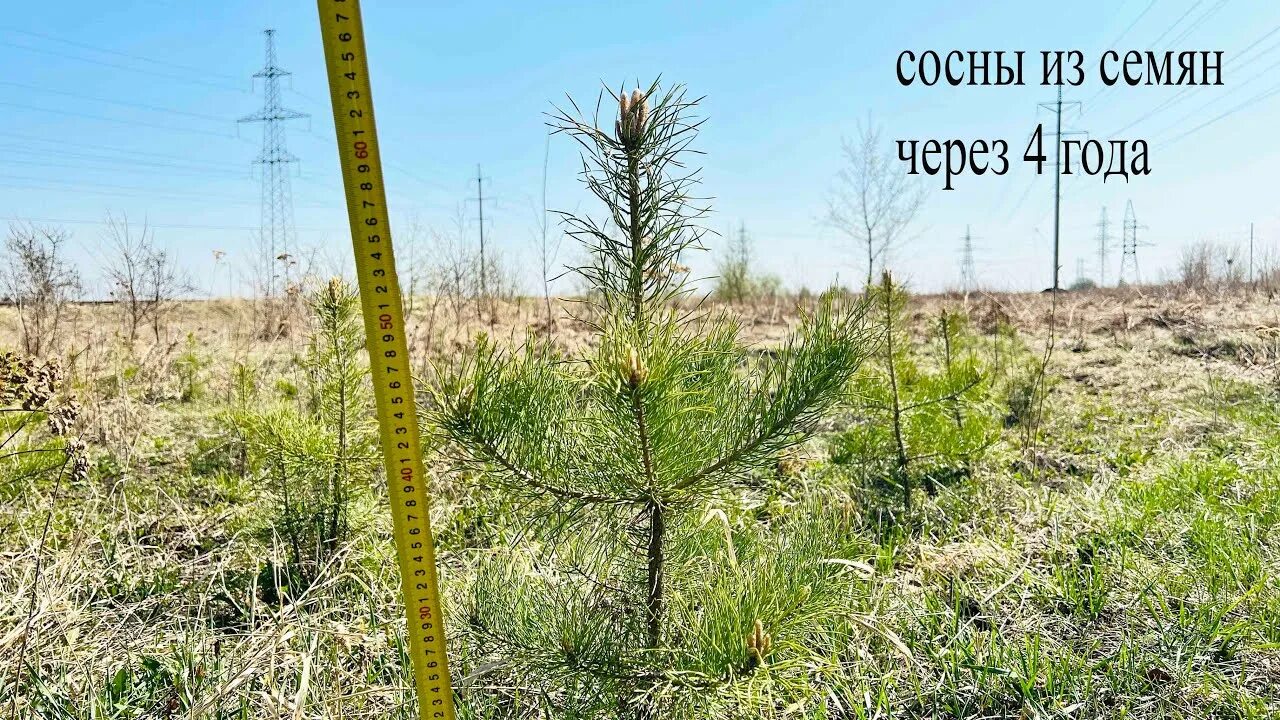 Как растет сосна по годам фото За сколько вырастает лес найдено 87 картинок