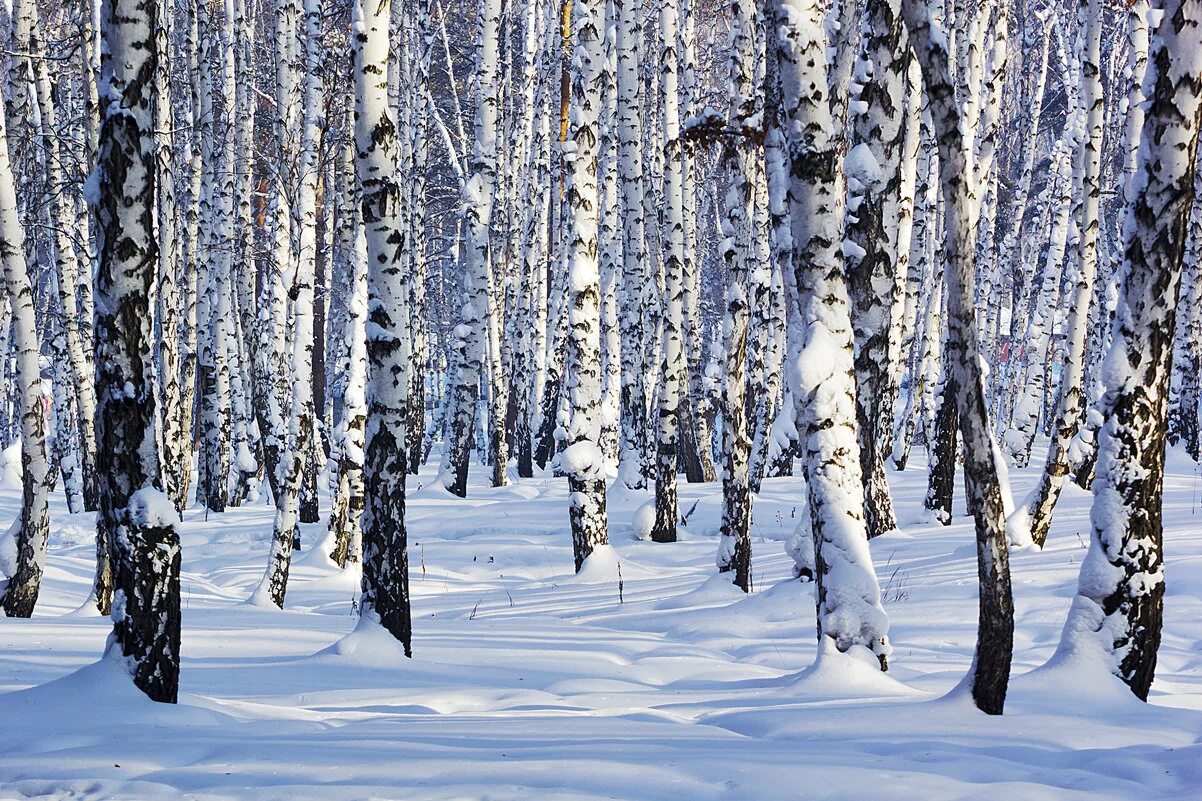 Роща в снегу. Берёзовая роща назарого зимой. Береза зимой. Токсово березовая роща. Береза зима.