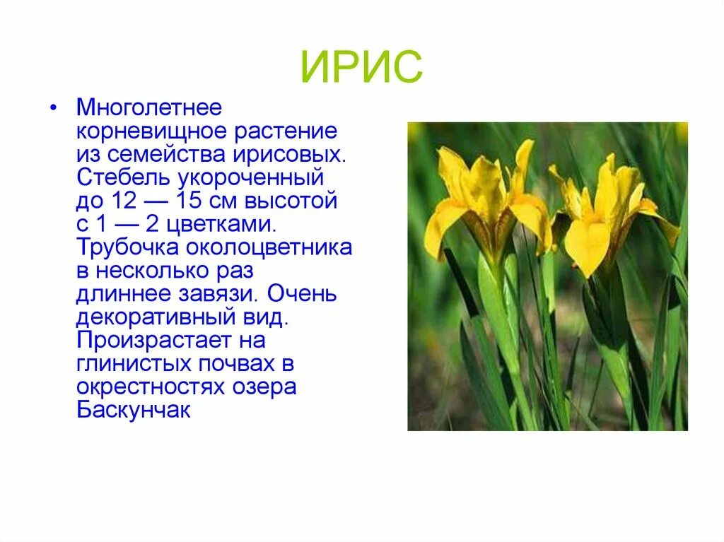Где растет ирис природная зона. Ирис Касатик формула цветка. Ирис семейство Лилейные. Растения из красной книги Астраханской области. Ирис краткая характеристика.