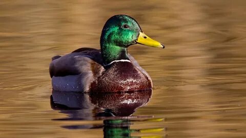 4 duck