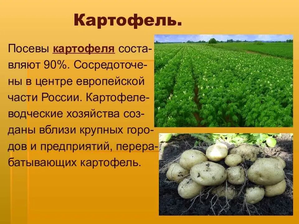 Происхождение культурного растения картофель. Картофель это овощная культура. Картофель это овощная культура. Особенности выращивания картофеля. Корнеплоды.
