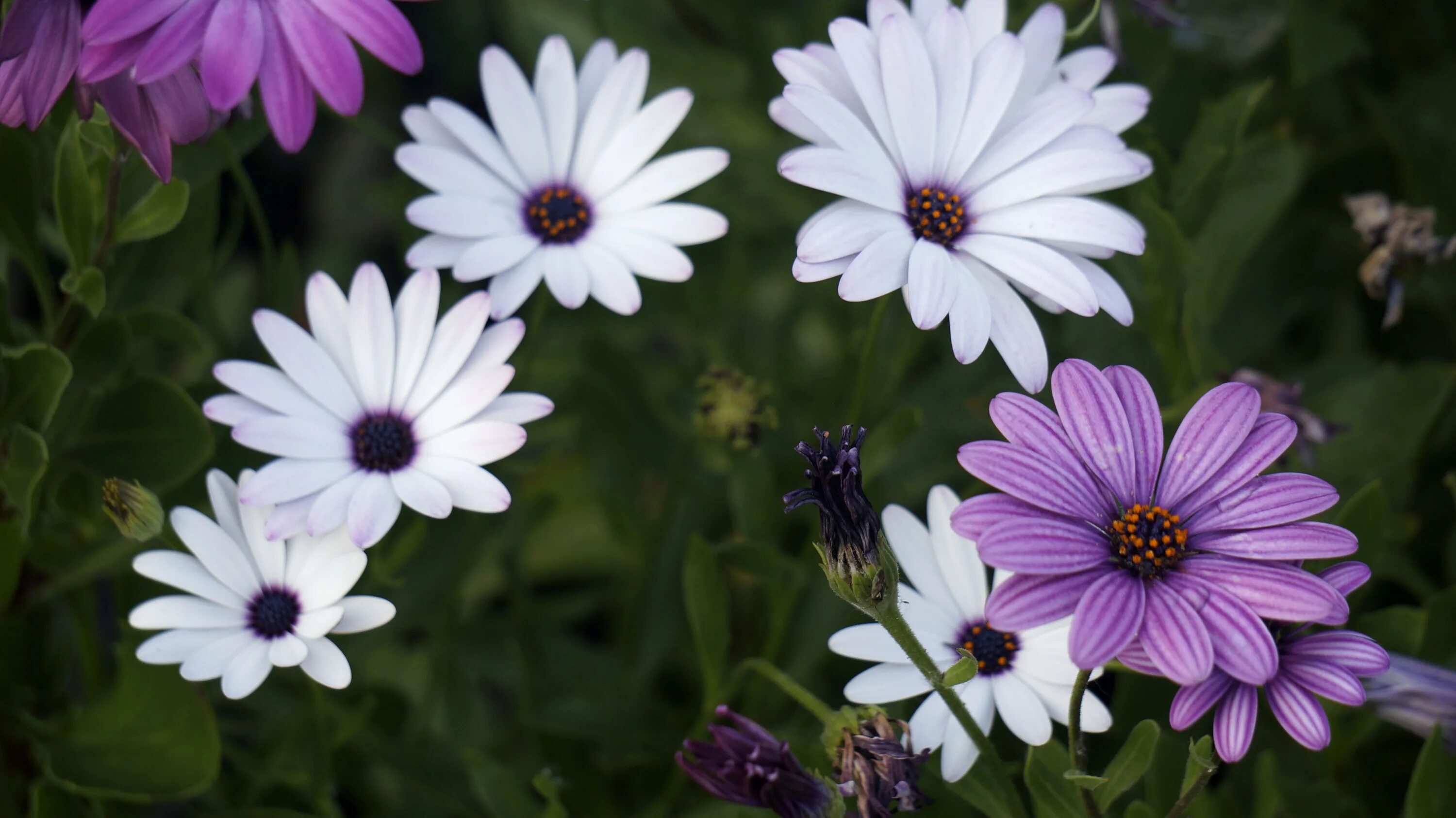 Остеоспермум пэшн микс. Остеоспермум sunny felix. Остеоспермум санни лавандер шейдс. Остеоспермум akila. Остеоспермум баллада.