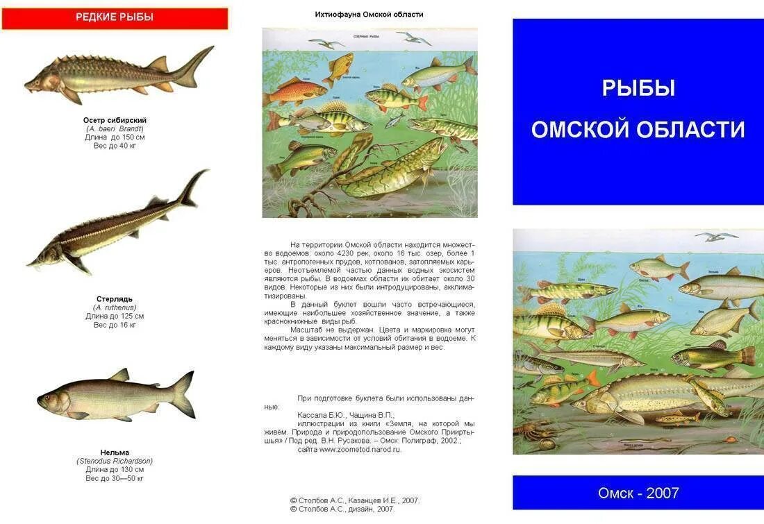 Рыбы рек ростовской области. Обитатели Иртыша. Рыбы Омской области. Рыбы которые обитают на Иртыше. Пресноводные рыбы Омской области.