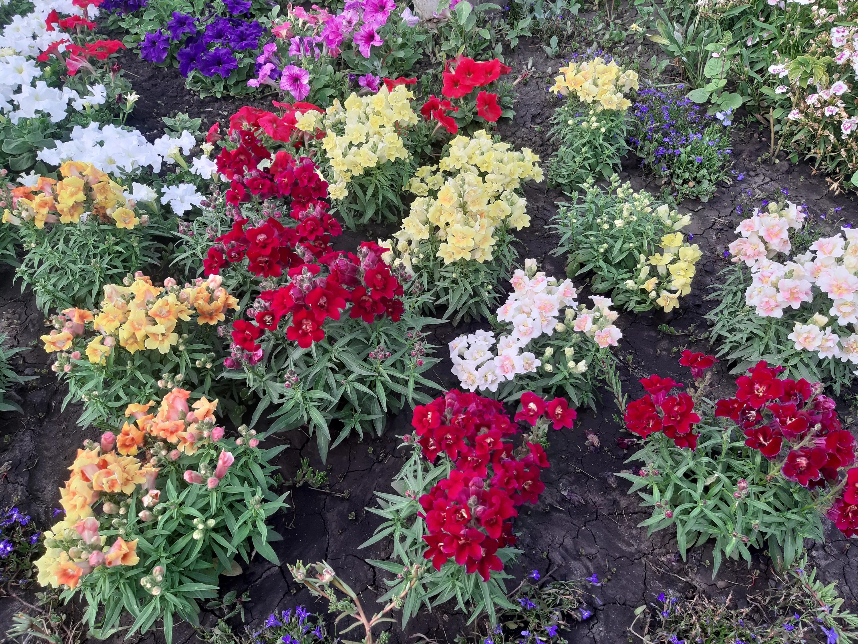 Антирринум в цветнике. Львиный зев в цветнике. Львиный зев радужный. Антирринум и маттиола. Львиный на клумбе.