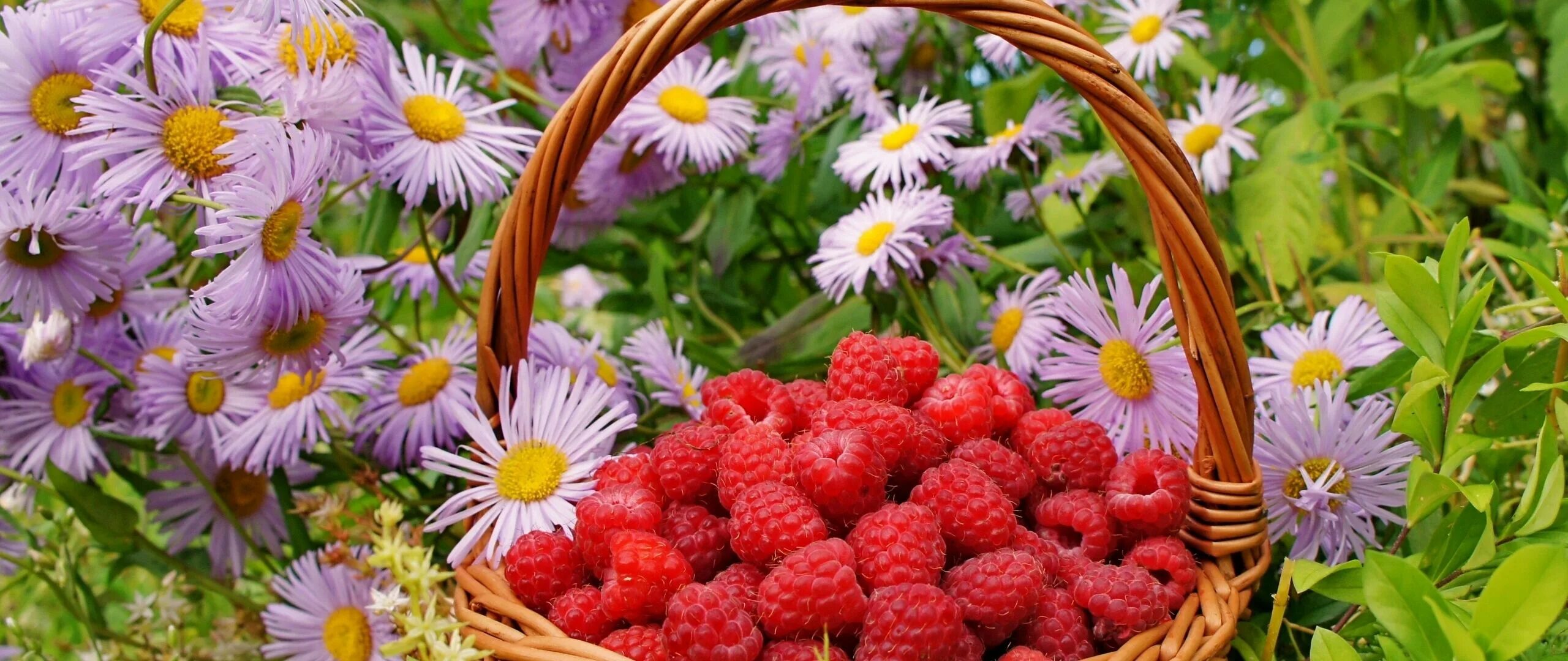 Летние цветы и ягоды. Лето ягоды. Лето ягоды цветы. Цветочки ягодки.