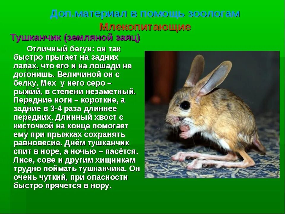 Животное луга сообщение 4 класс. Тушканчик. сообщение о тушканчике. доклад про тушканчика 4 класс по окружающему миру. тушканчик презентация.