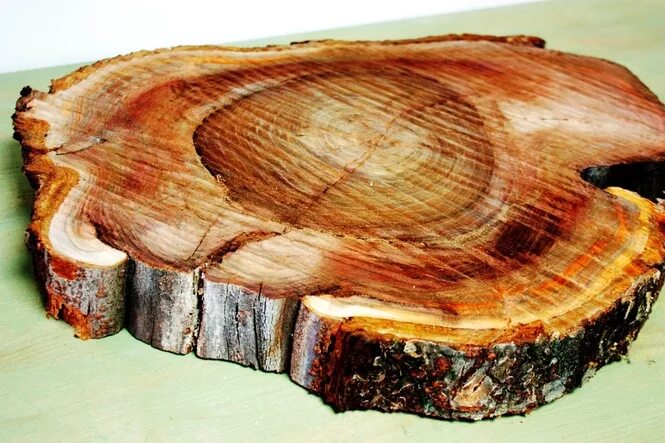 Чем обработать дерево после спила. Маакия Амурская древесина спил. Деревянный спил. Спилы пород древесины. Срез дерева слэб.