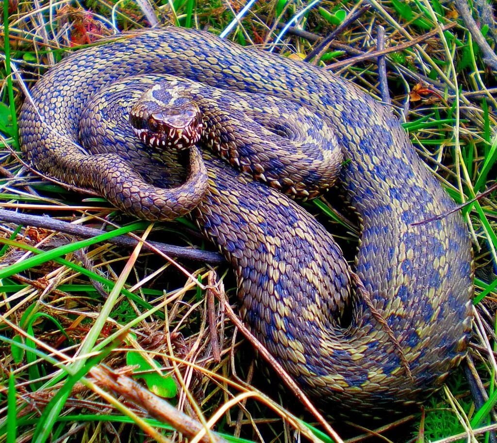 Тип гадюка. Обыкновенная гадюка - vipera berus (linnaeus, 1758). серпентарий гадюка обыкновенная. гадюка 1.5 метра. гадюка обыкновенная окраска.