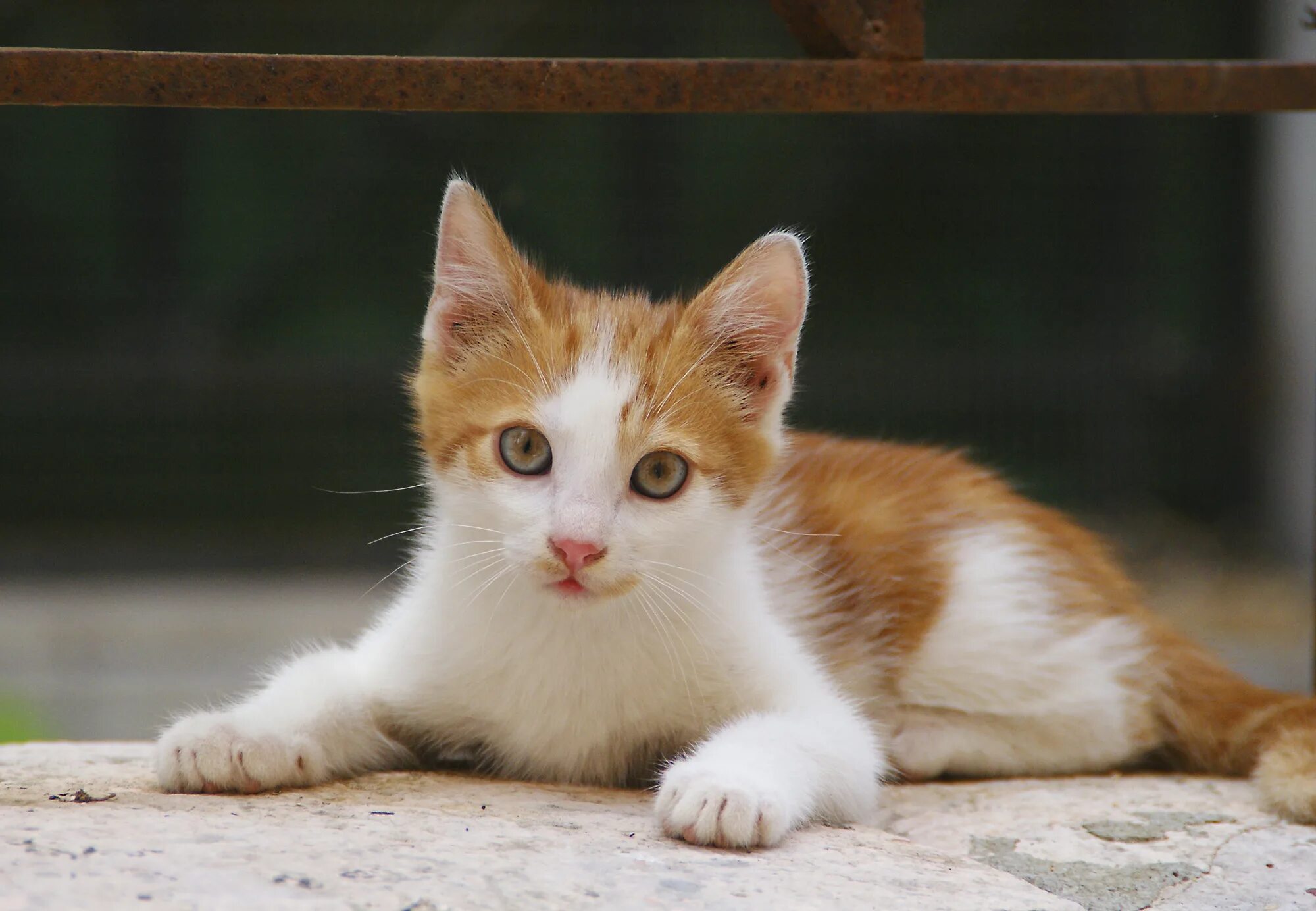 Что такое котик