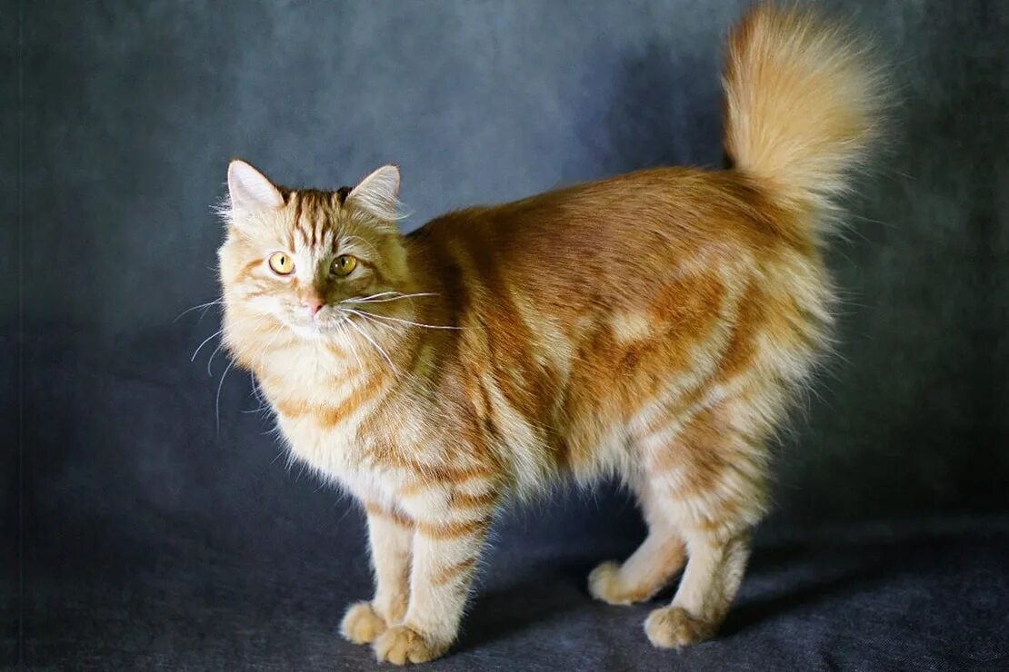 Bob tail