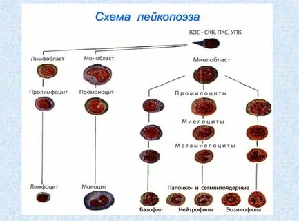 Патология форменных элементов