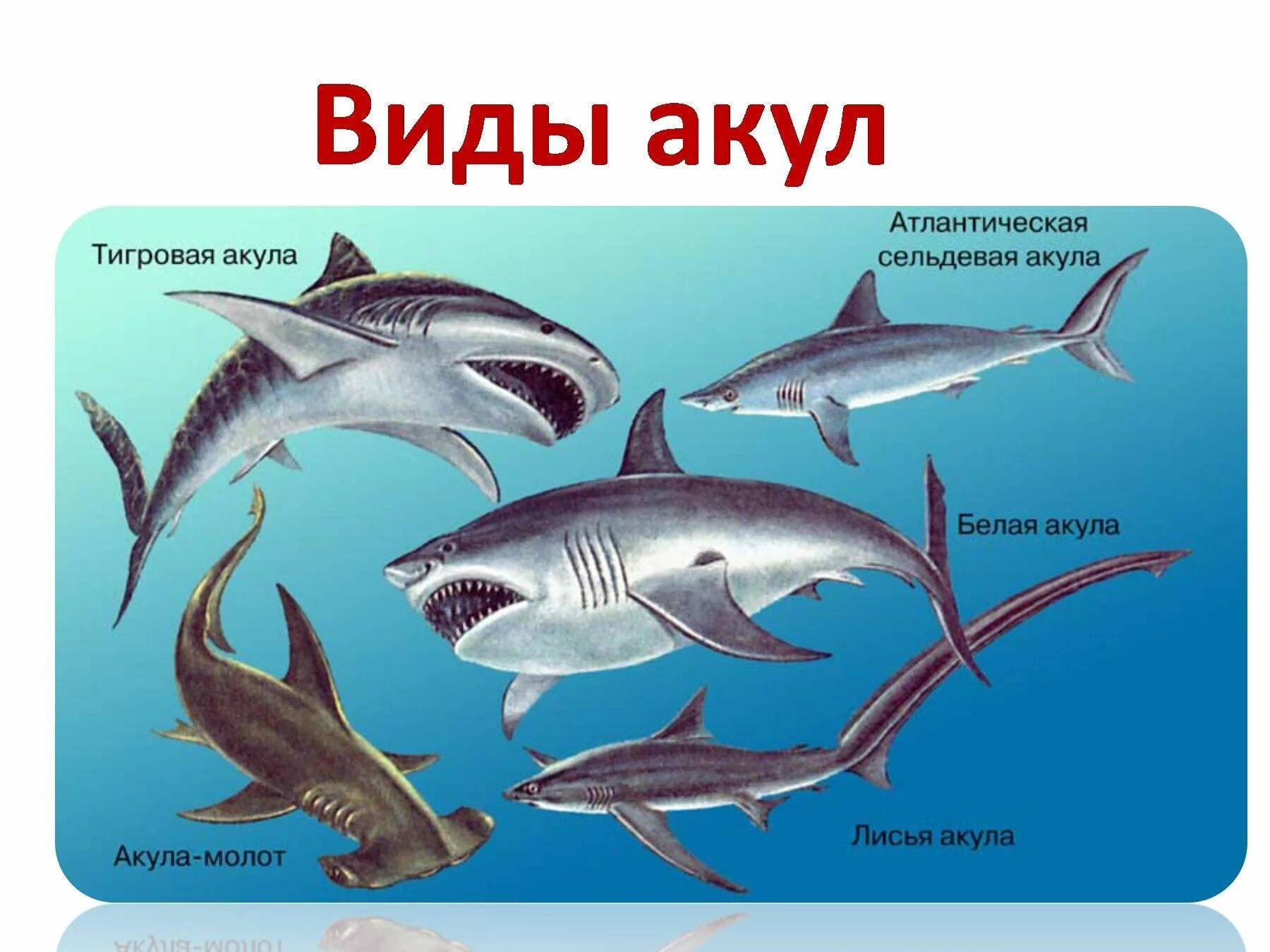 Почему хрящевые рыбы. Отряды и представители хрящевых рыб. Отряд хрящевые акулы представители. Породы акул с названиями. Акулы виды названия.