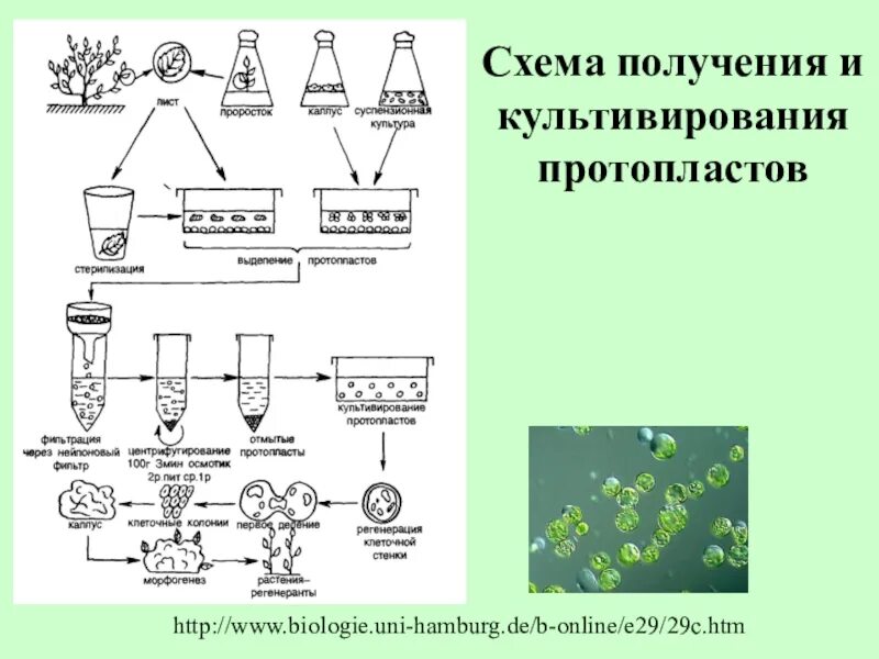 Схема получения протопластов и гибридных структур. Схема получения и культивирования протопластов. схема и этапы слияния протопластов растений. схема получения и культивирования протопластов из клеток растений.