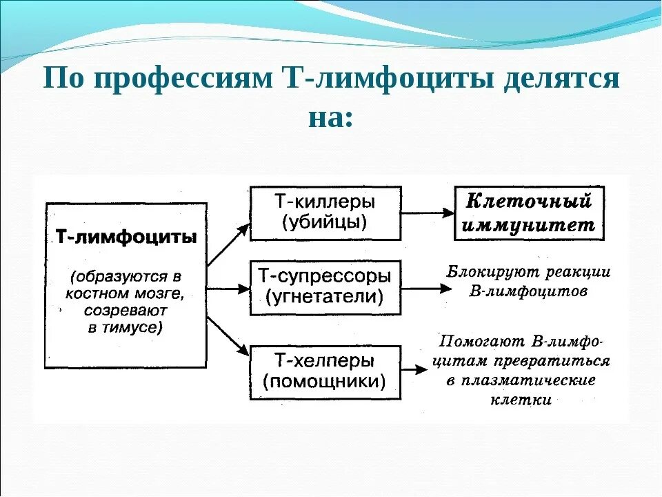 По профессиям т-лимфоциты делятся на:. Классификация лимфоцитов по функциональному признаку. Лимфоциты делятся на. Типы лимфоцитов и их функции. Группы лимфоцитов